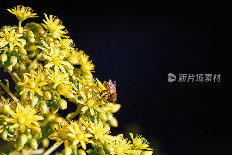 西部蜜蜂为一种多年生石生植物(Sedum dendroideum)鲜艳的黄色花朵授粉。